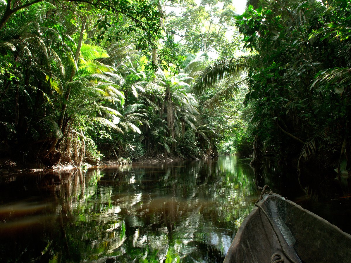 A canoe entering a rainforest creek in the Ecuadorian Amazon